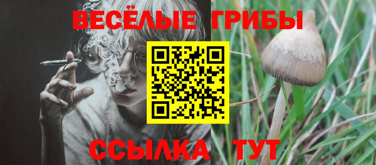 Галлюциногенные грибы Psilocybe Старая Купавна